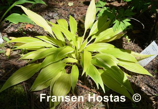 Hosta Little Starlet